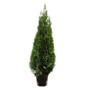 GROW by OBI Lebensbaum Smaragd, ca. 120-140cm hoch im 12l Topf.
