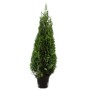 GROW by OBI Lebensbaum Smaragd, ca. 120-140cm hoch im 12l Topf.