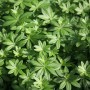Frischer, grüner Waldmeister (Galium) im Topf, ein aromatisches Küchenkraut.