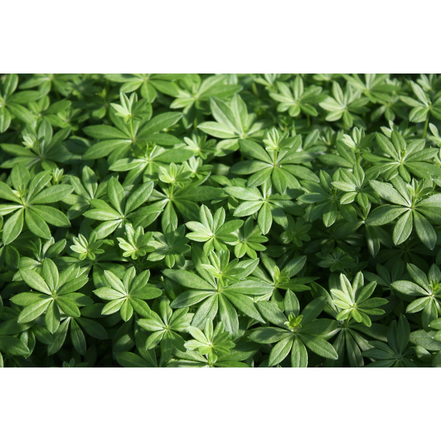 Frischer, grüner Waldmeister (Galium) im Topf, ein aromatisches Küchenkraut.