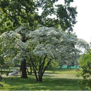 Blühender Hongkong-Hartriegel (Cornus hongkonensis) im Garten, ca. 40-60cm hoch.