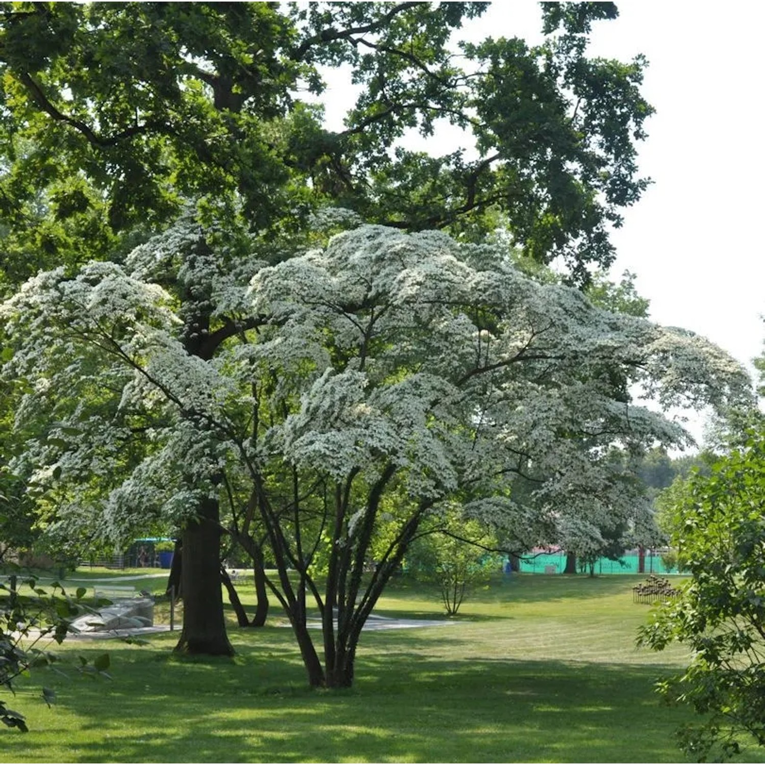 Hongkong-Hartriegel 40-60cm - Cornus hongkonensis