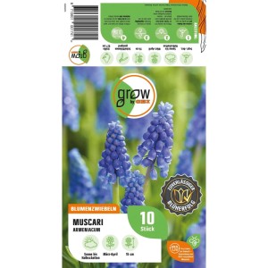 GROW by OBI Traubenhyazinthe Armeniacum Blau 10 Stück Muscari armeniacum