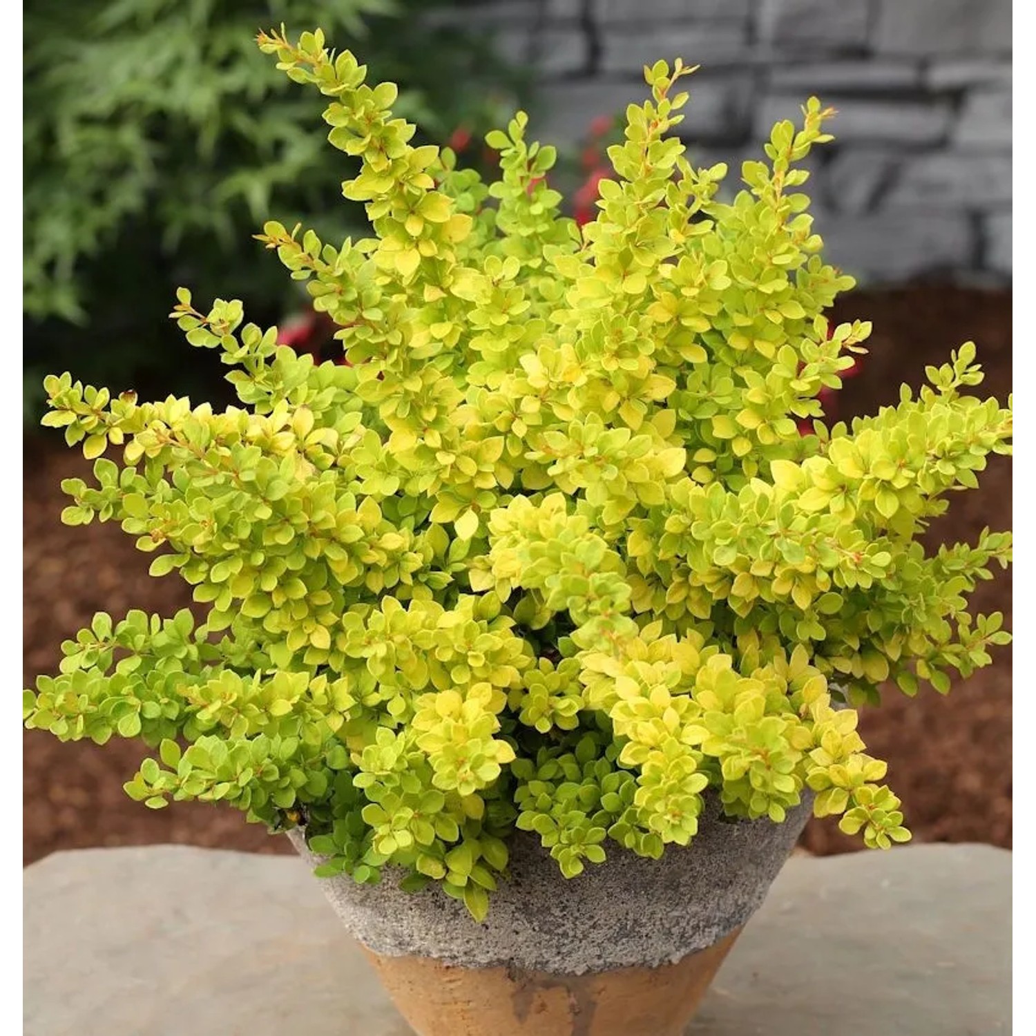 Beberitze Sunsation 10-15cm - Berberis thunbergii