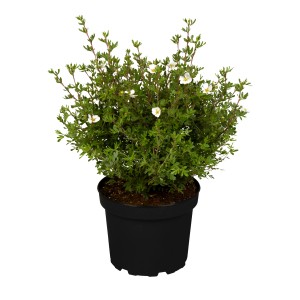 Fingerstrauch 'Abbotswood' im Topf mit weißen Blüten, ca. 25 cm hoch.