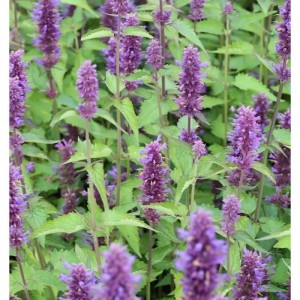 Mexikonessel 'After Eight' Staude mit violetten Blüten.