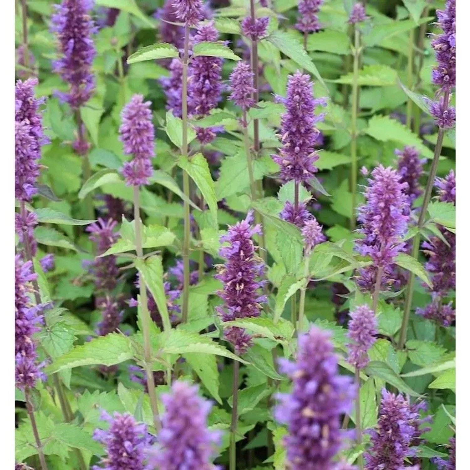 Mexikonessel After Eight - Agastache rugosa