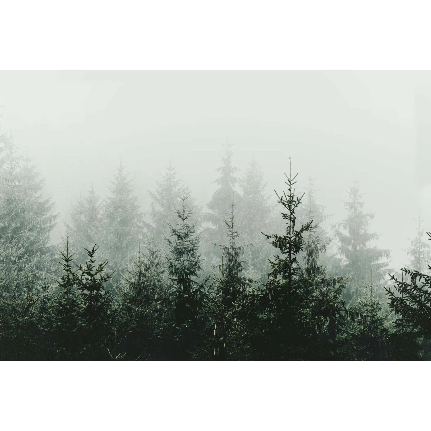 Fototapete Wald Tannen Nebel Grün Grau 4,00 m x 2,70 m FSC®