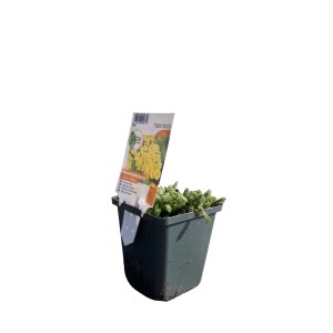 Gelbe GROW by OBI Polsterschafgarbe (Achillea tomentosa) im Topf, eine attraktive Staude.