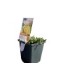 Gelbe GROW by OBI Polsterschafgarbe (Achillea tomentosa) im Topf, eine attraktive Staude.
