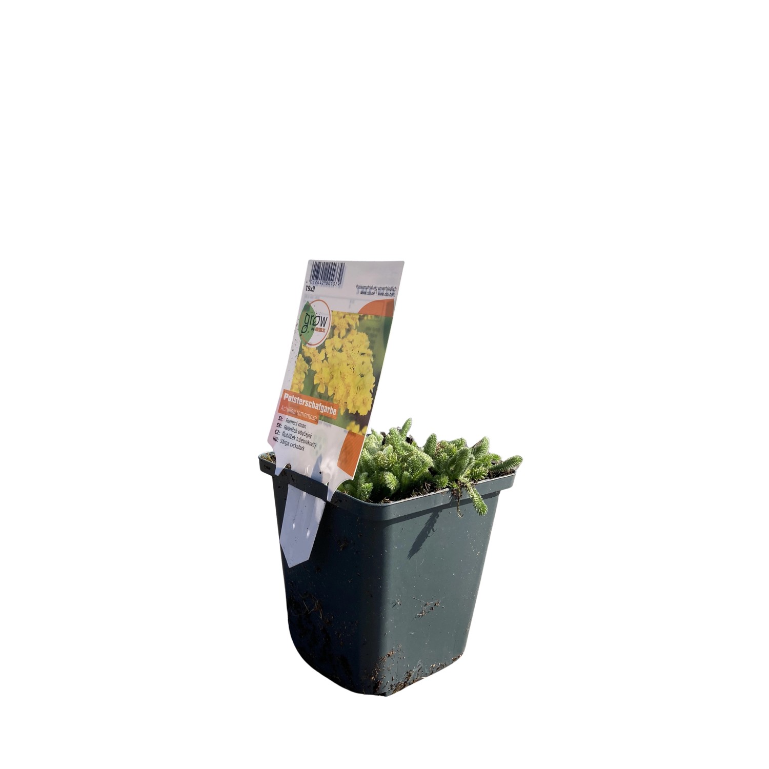 GROW by OBI Polsterschafgarbe Gelb Topf-Ø ca. 9 cm x 9 cm Achillea günstig online kaufen