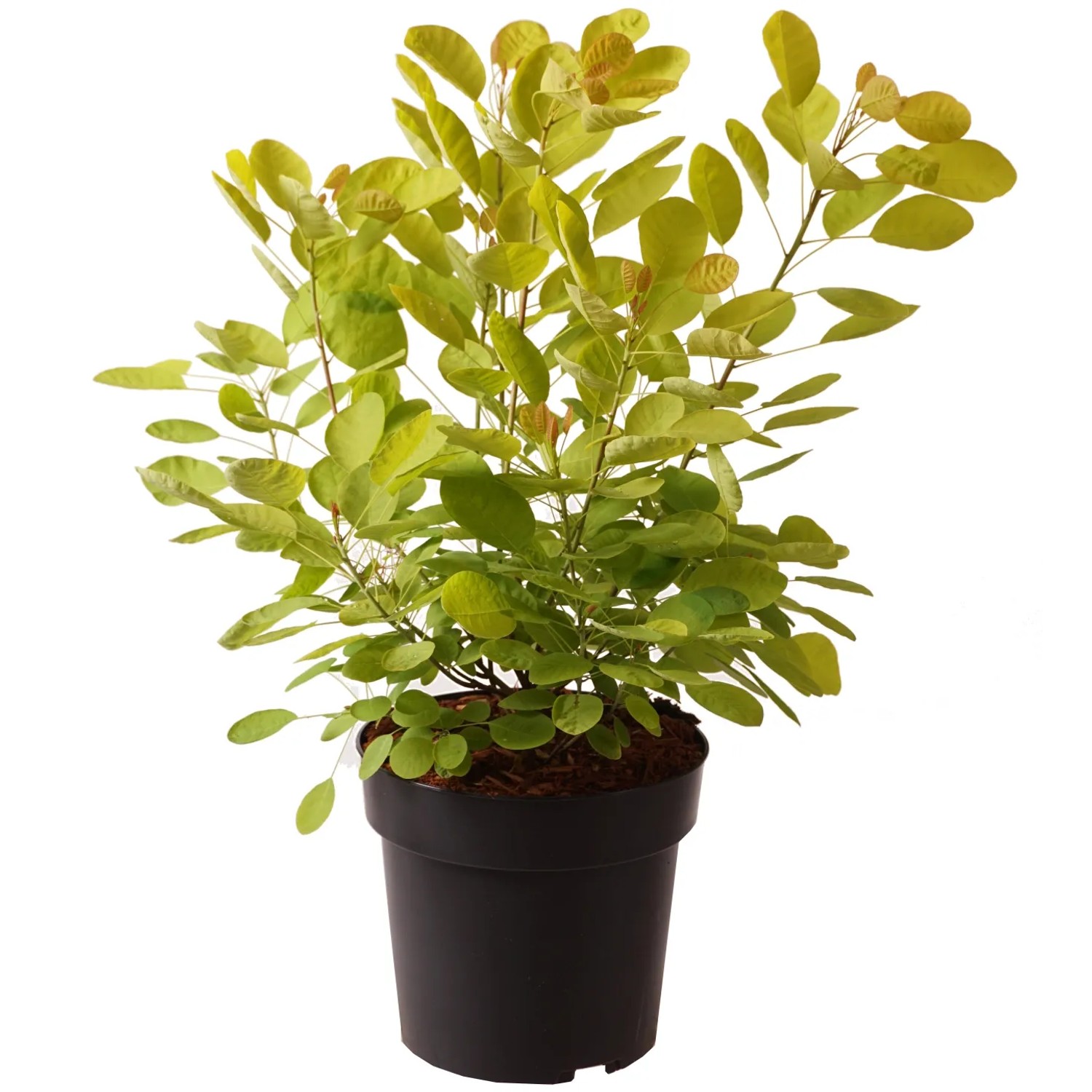 GROW by OBI Perückenstrauch "Golden Lady" Höhe ca. 40 cm Topf ca. 4,5 l Cotinus