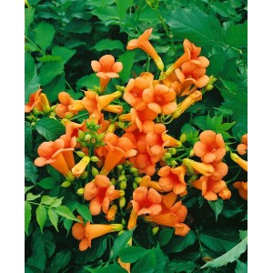 Orange Trompetenblume 'Indian Summer' mit grünen Blättern. Kletterpflanze für Garten und Kübel.