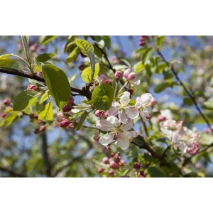 Nahaufnahme von Zierapfel 'Evereste' mit weißen Blüten und rosa Knospen vor blauem Himmel.