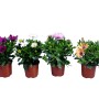 Verschiedenfarbige Kapkörbchen (Osteospermum) im Topf, ideal für Beet, Kübel und Balkon.