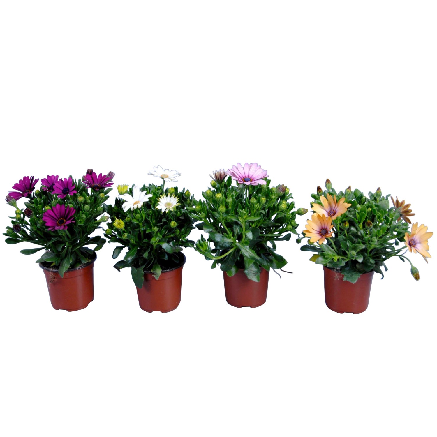 Verschiedenfarbige Kapkörbchen (Osteospermum) im Topf, ideal für Beet, Kübel und Balkon.