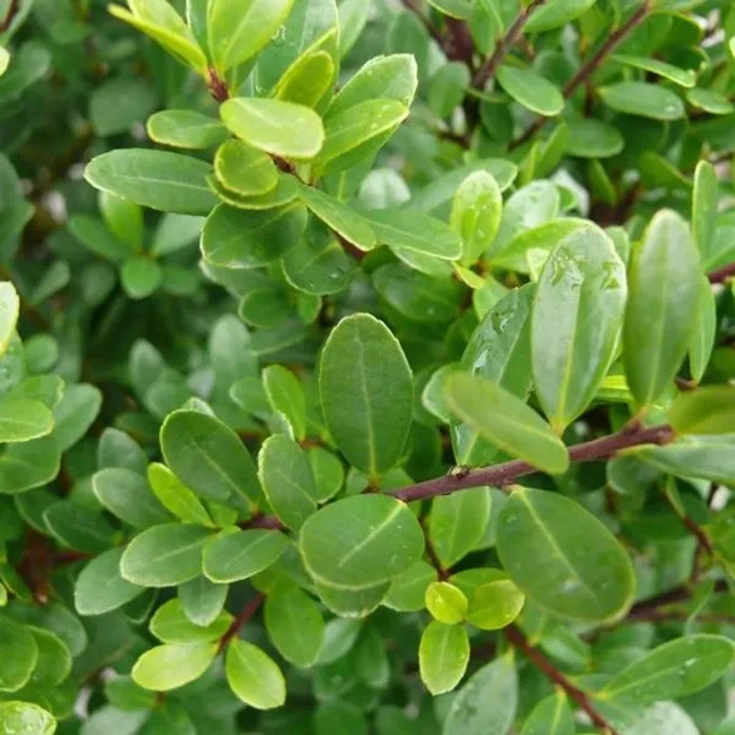 Japanische Stechpalme 'Dark Green' Ilex crenata 20 bis 30 cm im Container Kompakt