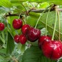 Süßkirsche Burlat am Baum: Reife, rot glänzende Kirschen der Sorte Prunus avium.