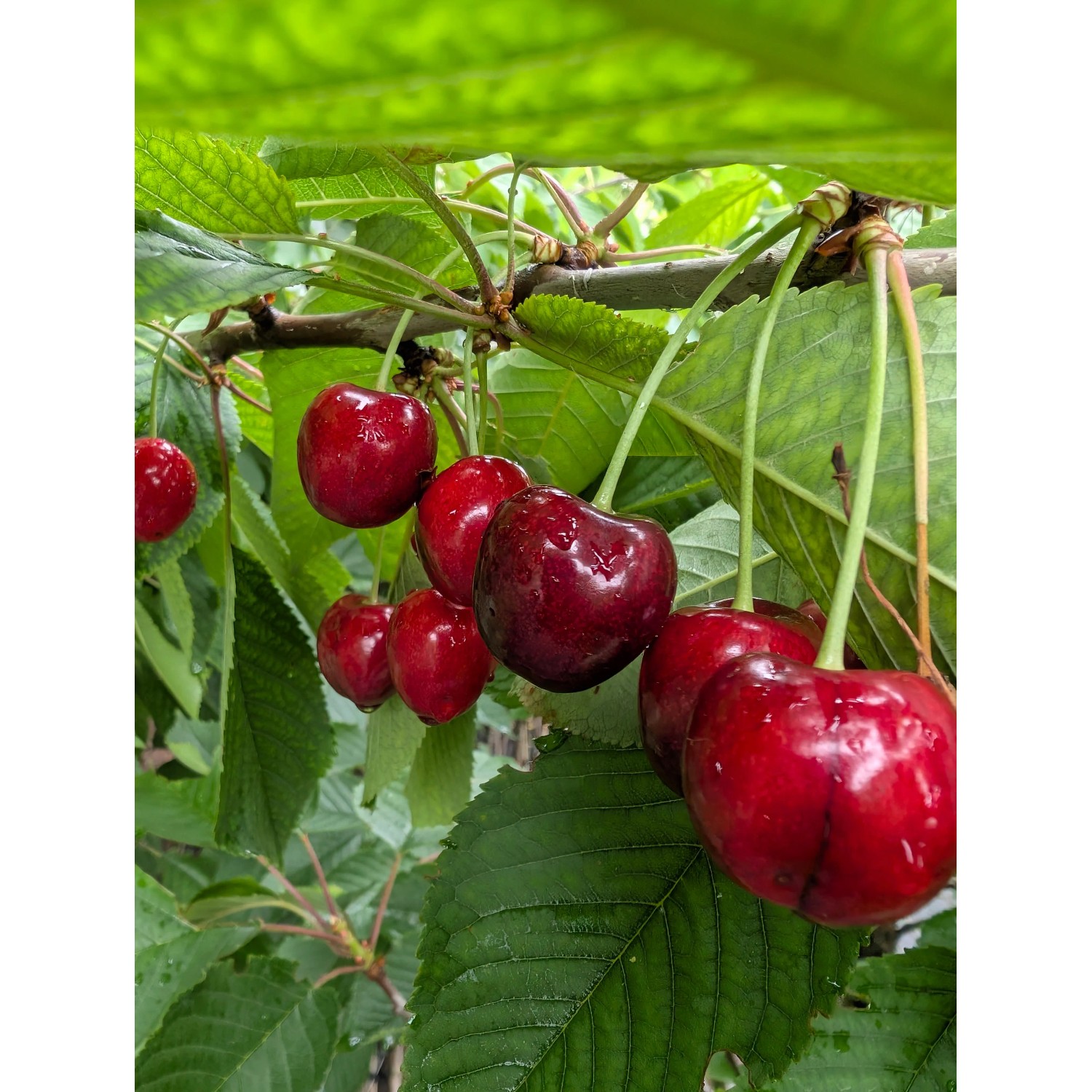 Süßkirsche Burlat 100 - 120 cm Prunus avium