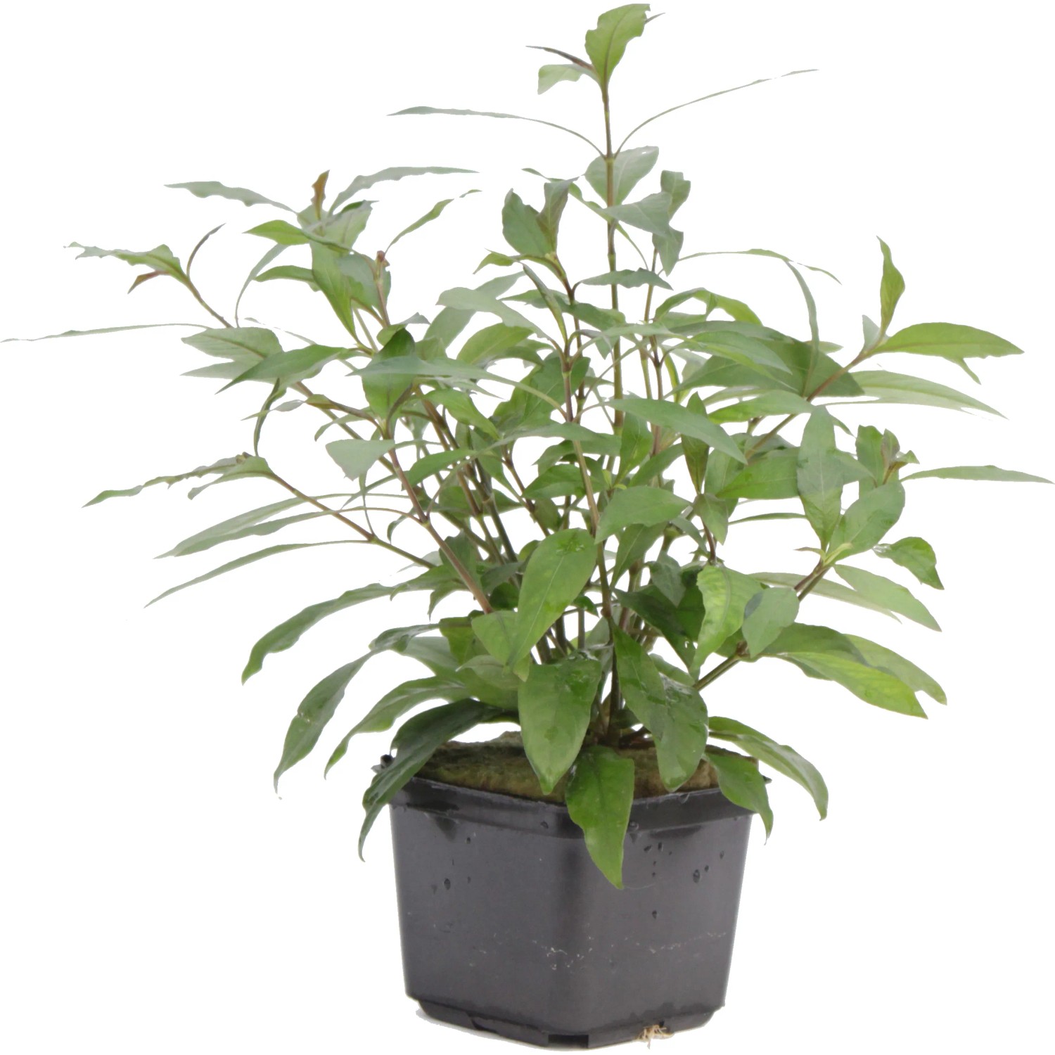 Dennerle Hygrophila Corymbosa Stricta Aquariumpflanze im Topf, grüne Blätter.