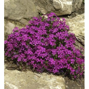 Teppich Phlox Temiskaming - Phlox subulata