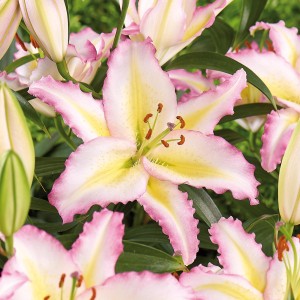 Nahaufnahme der GROW by OBI Lilie Oriental Hocus Pocus mit weiß-rosa Blüten und gelber Mitte.