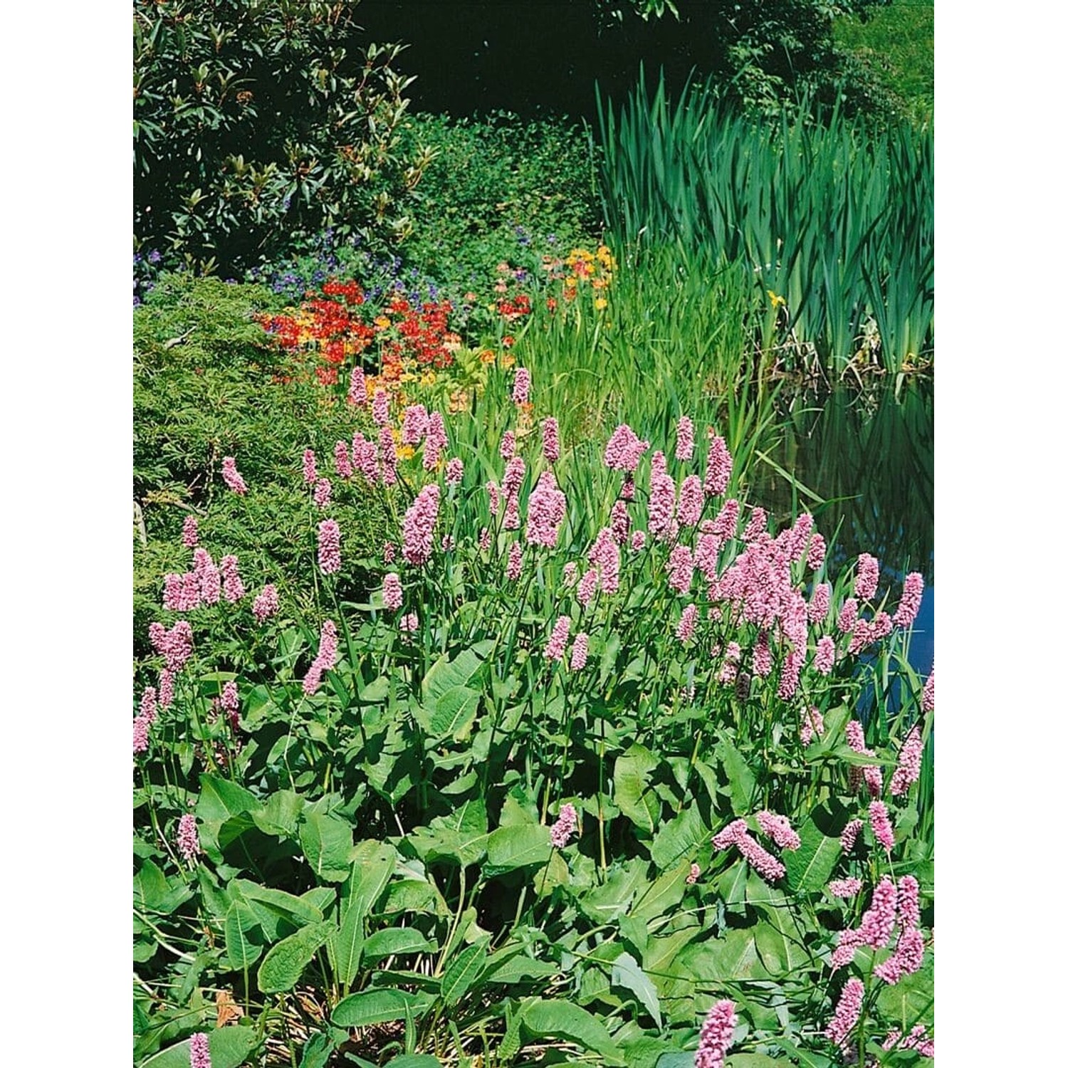 Bistorta Amplexicaulis Rosea Kerzenknöterich Ca. 11x11 cm Topf günstig online kaufen