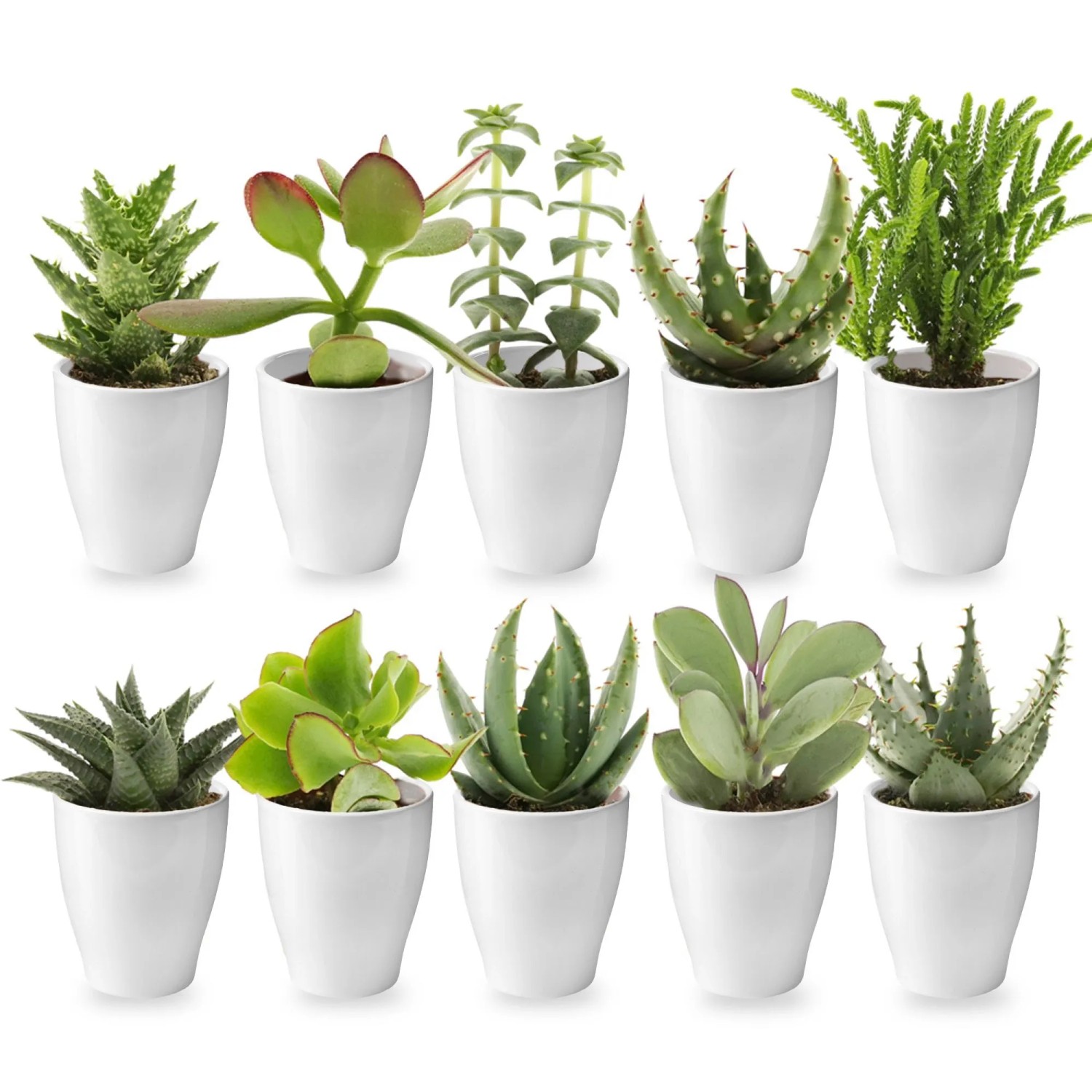 Vdvelde Mini Sukkulenten   10 Stück   6 Cm   Inklusive Weißer Töpfchen