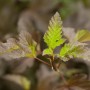 Nahaufnahme der dunkelroten Blätter der Physocarpus Diabolo Blasenspiere.