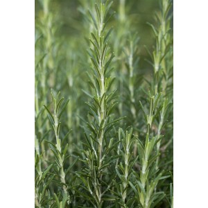 Detailaufnahme von Rosmarinus Officinalis Arp (winterharter Rosmarin) im 9x9 cm Topf.