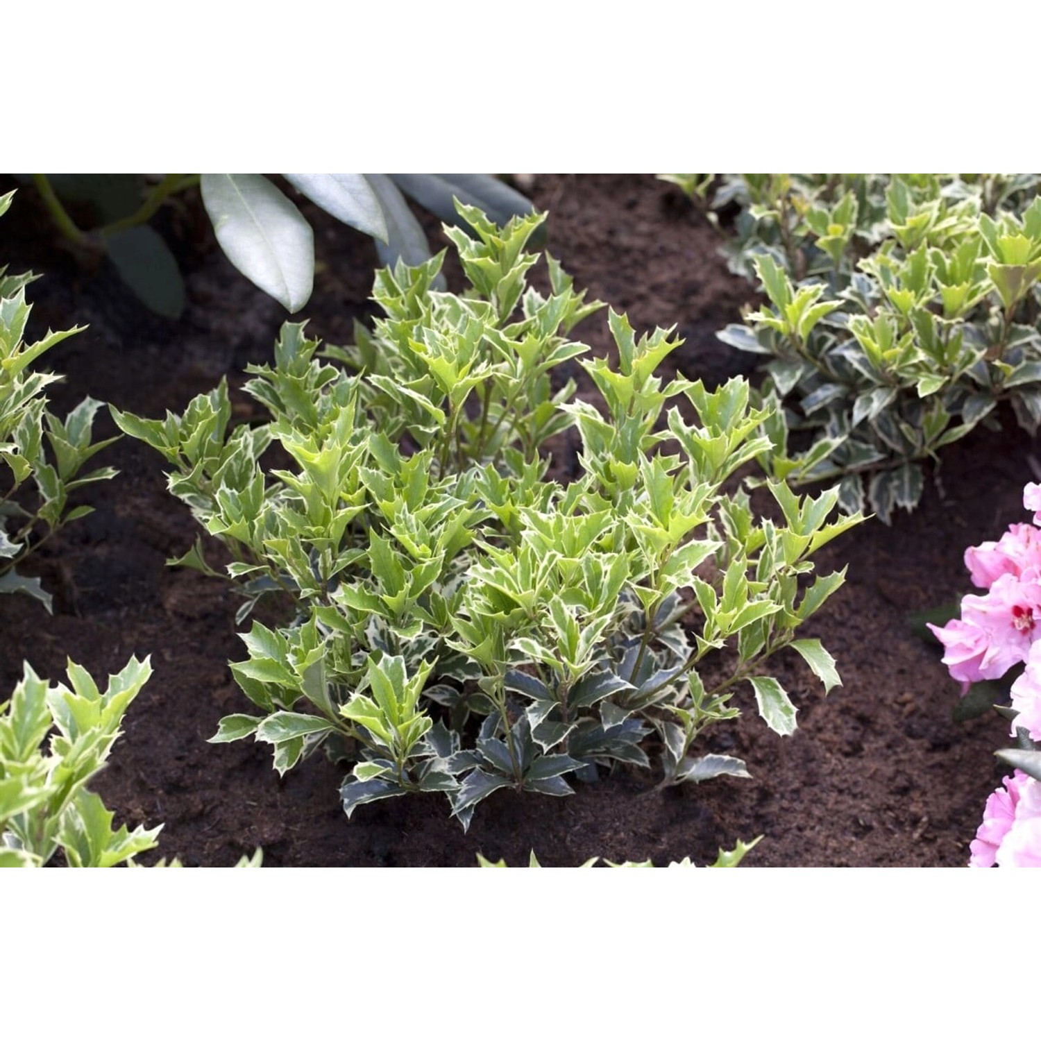 Osmanthus Heterophyllus Variegatus Duftblüte Immergrün 20–25 cm günstig online kaufen