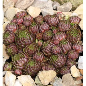 Kugelige Wirbel Steinwurz, Jovibarba sobolifera, als winterharte Staude im Steingarten.