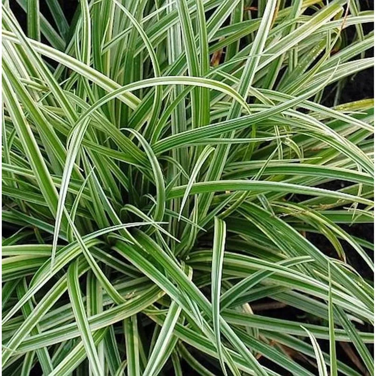 Brokat Segge Silver Sceptre - Carex dolichostachya