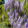 Üppiger Japanischer Blauregen 'Macrobotrys' mit langen, blau-violetten Blütentrauben.