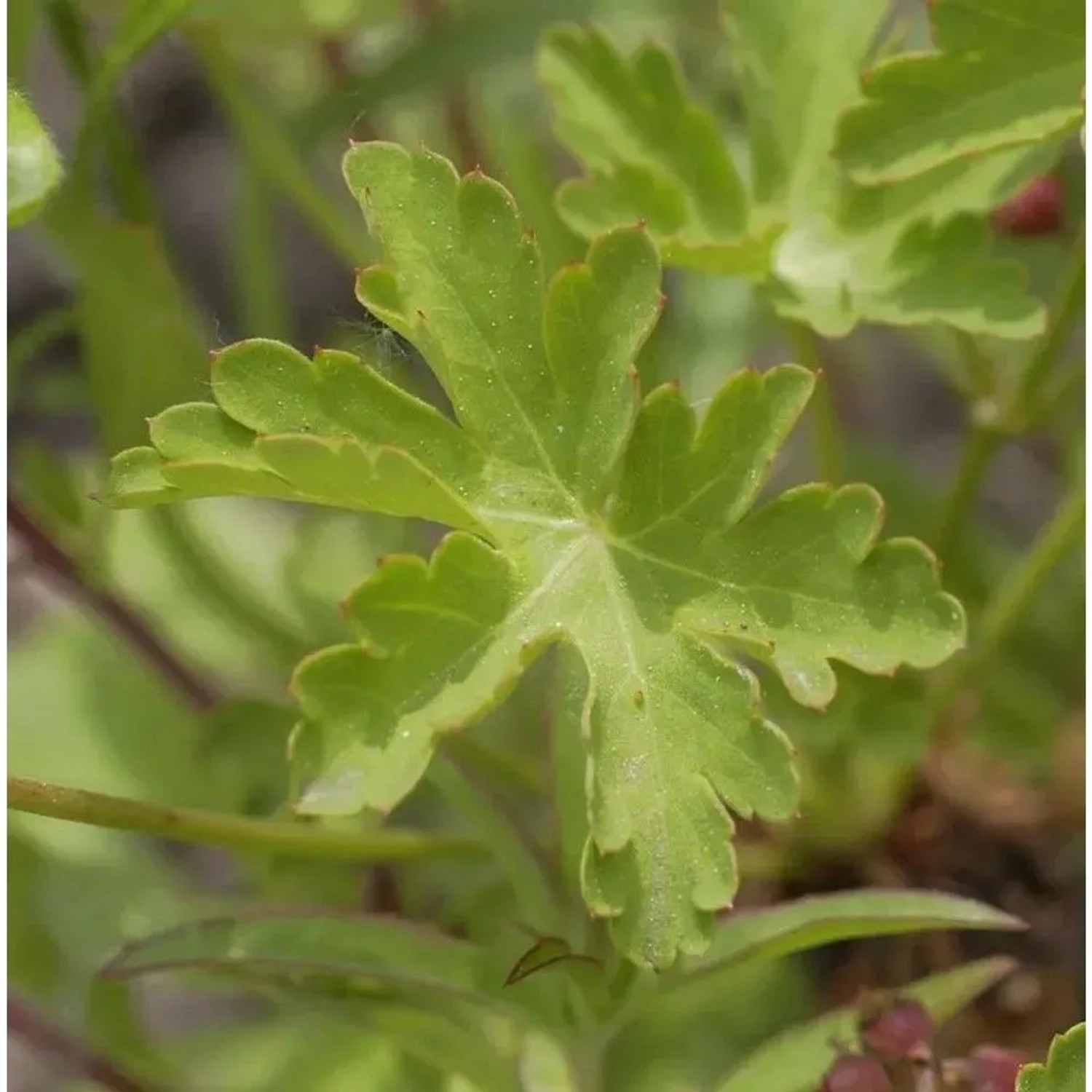 Storchenschnabel Silvias Surprise - Geranium wallichianum