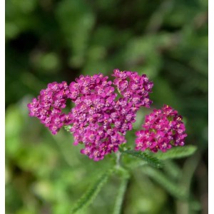 Nahaufnahme der Schafgarbe Cerise Queen (Achillea millefolium) mit pinkfarbenen Blüten.