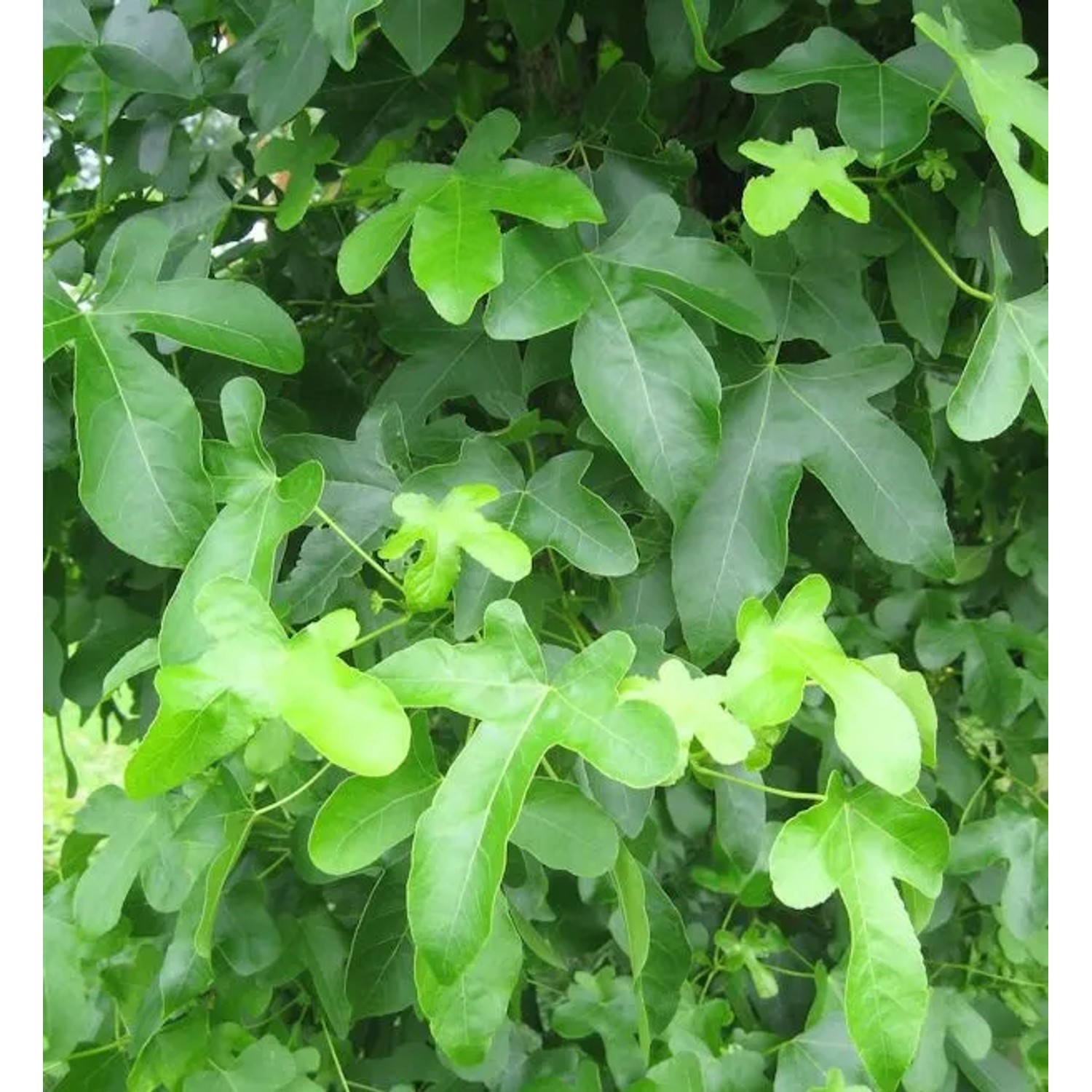 Amberbaum Rotundliloba 40-60cm - Liquidambar styraciflua günstig online kaufen