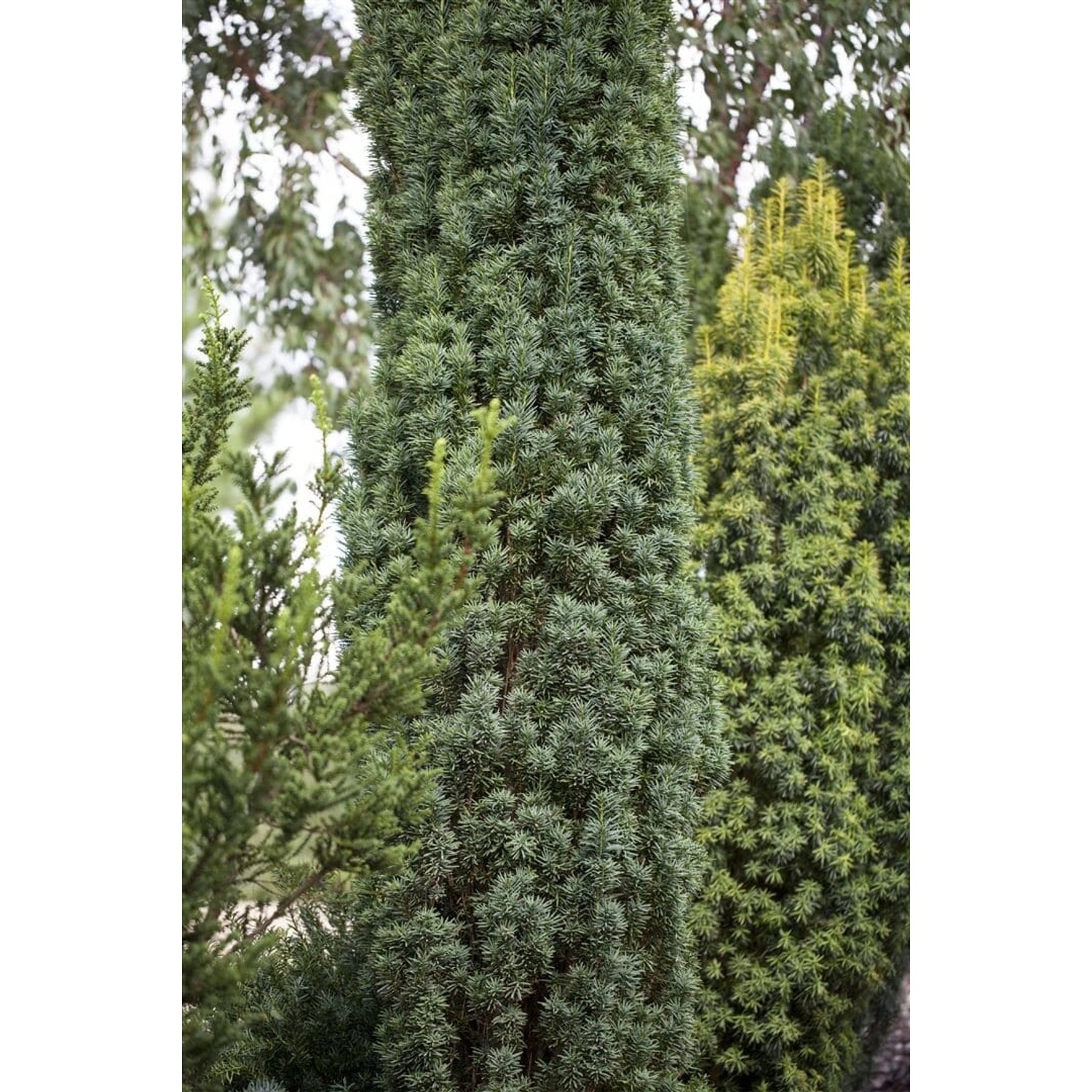 Taxus baccata 'Fastigiata Robusta' 30-40 cm günstig online kaufen