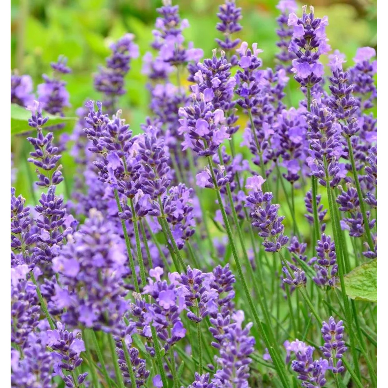Echter Lavendel Essence Purple - großer Topf - Lavandula angustifolia