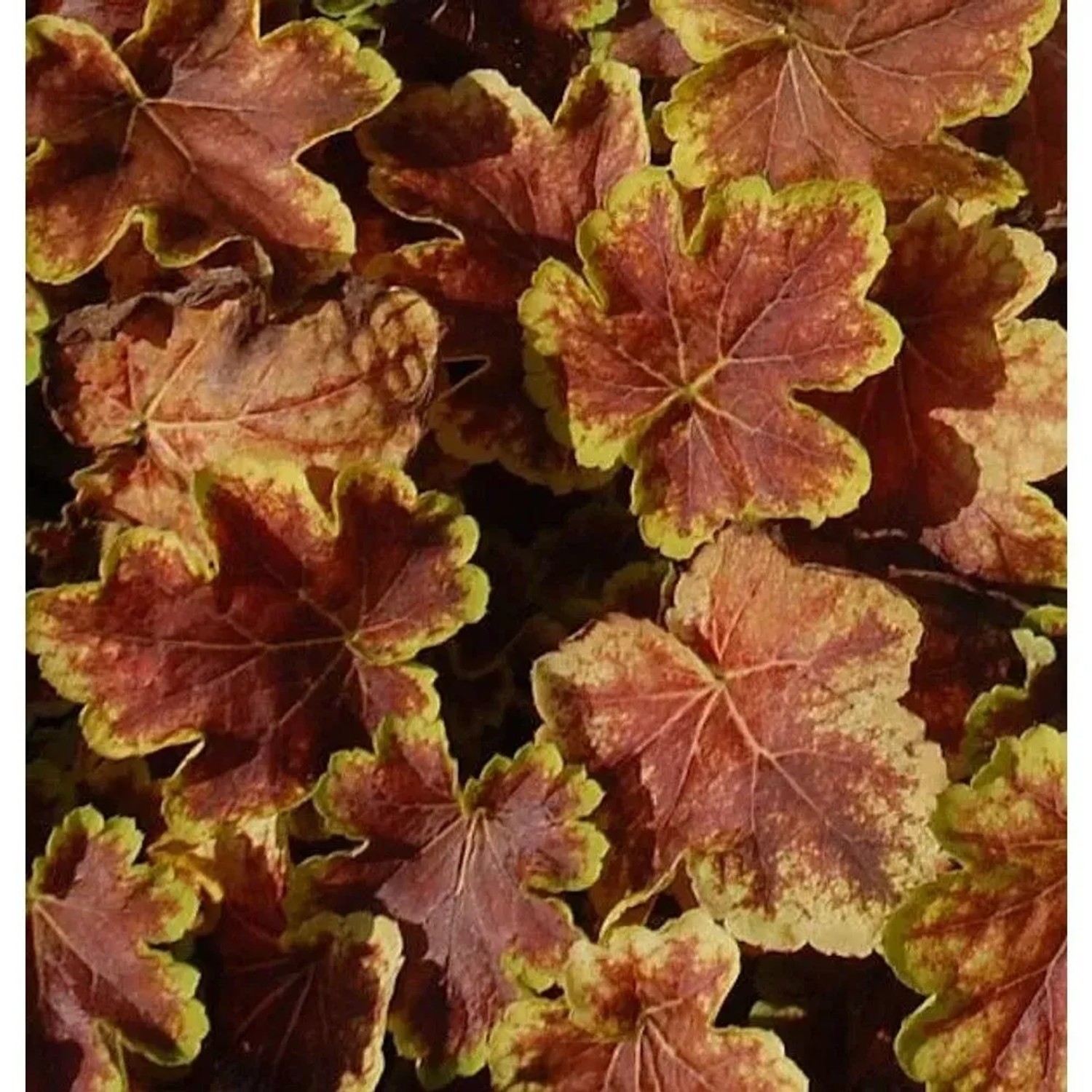Teppich Purpurglöckchen Solar Eclipse - Heucherella tiarelloides