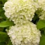 Rispenhortensie Limelight mit großen, cremeweißen Blüten im Detail.