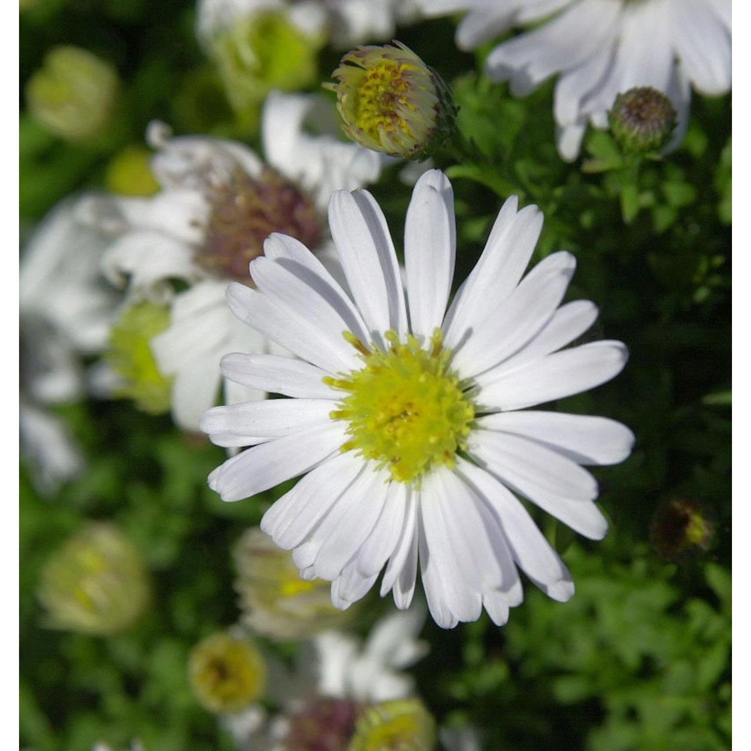 Rauhblattaster Schneekuppe - Aster novi belgii günstig online kaufen