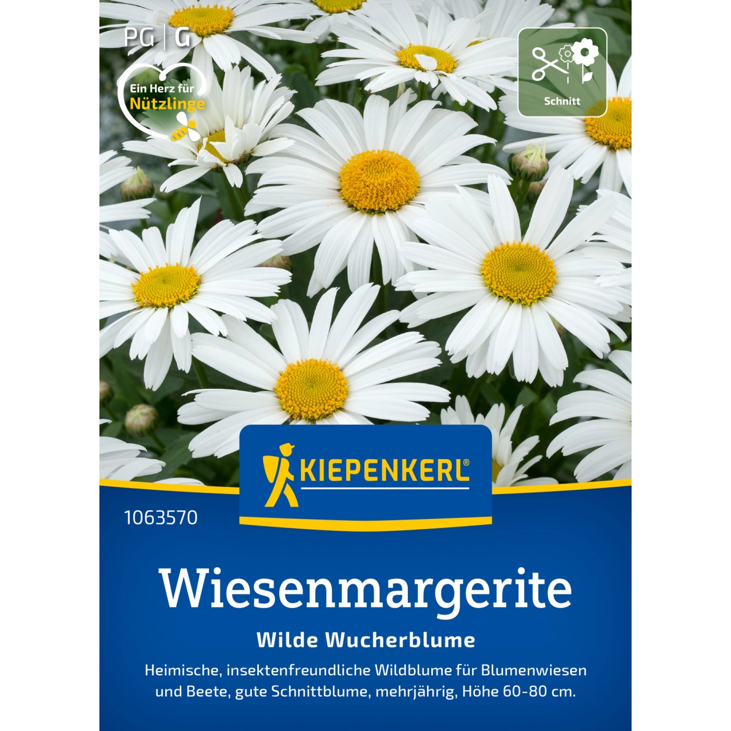 Kiepenkerl Wiesenmargerite Magerwiesen-Margerite Leucanthemum vulgare günstig online kaufen