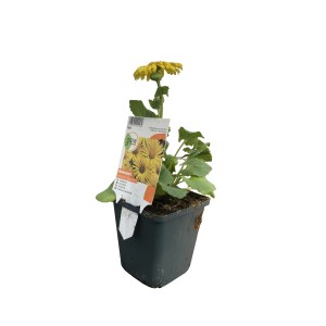 Gelbe Kaukasus-Gämswurz im Topf, eine blühende Staude von GROW by OBI.
