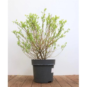 Salix Integra Hakuro Nishiki im Topf, Japanische Weide mit buntem Laub, 60-100 cm hoch.