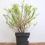 Salix Integra Hakuro Nishiki im Topf, Japanische Weide mit buntem Laub, 60-100 cm hoch.