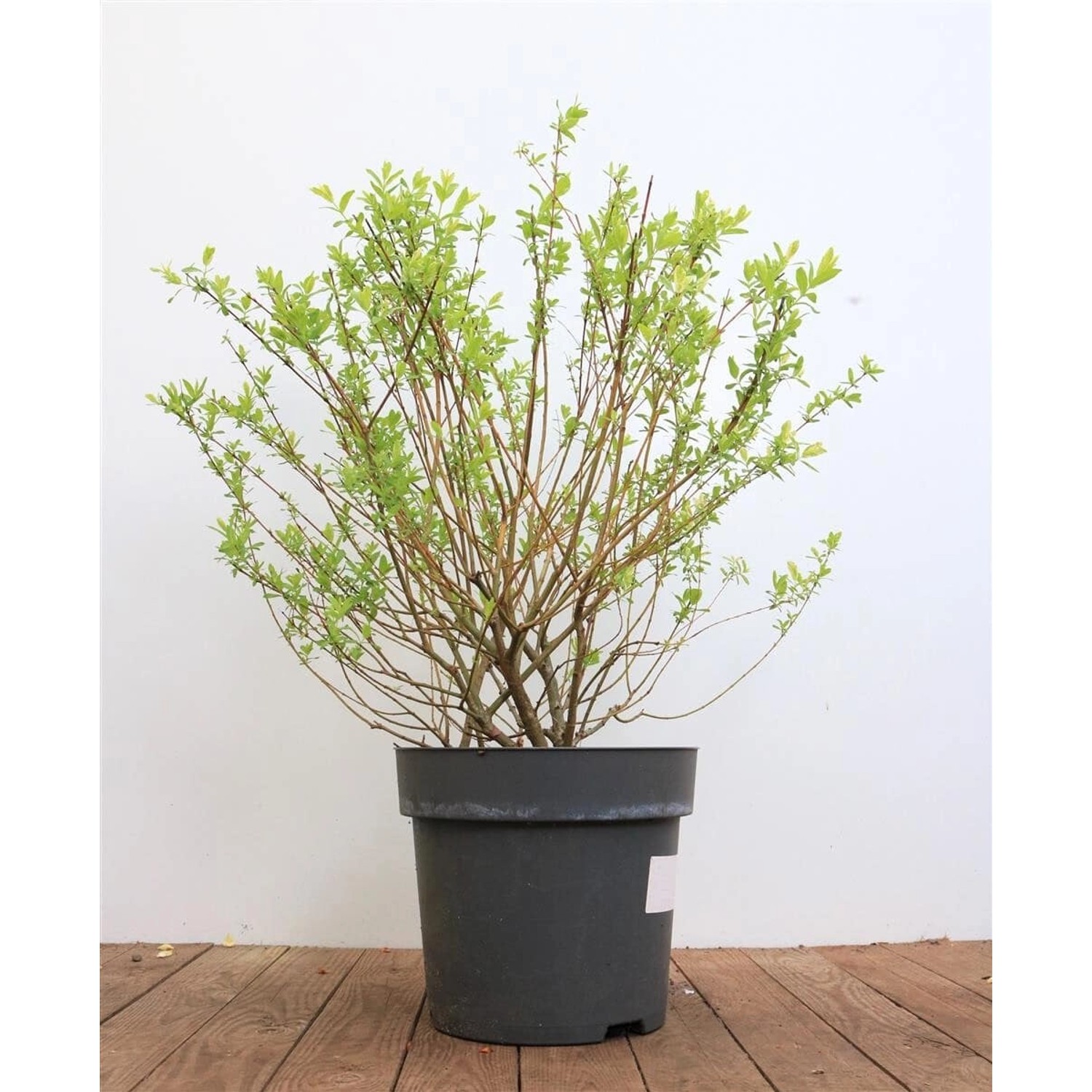 Salix Integra Hakuro Nishiki Japanische Weide Buntes Laub 60–100 cm günstig online kaufen