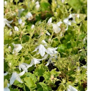 Nahaufnahme der Glockenblume Schneeranke (Campanula poscharskyana) mit weißen Blüten und grünen Blättern.