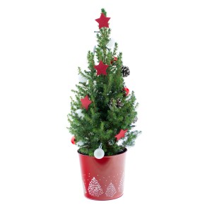 Dekorierte Zuckerhut-Fichte im roten Zinktopf mit Sternen, Kugeln und Zapfen als Weihnachtsbaum.