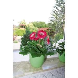 Topfpflanze mit roten Blüten im grünen Topf, zur Unterstützung des Wachstums.